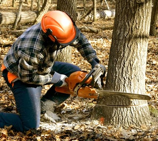 Tree Removal in Farmington, NH